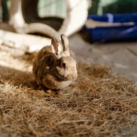 Backhaus 4 בית נופש