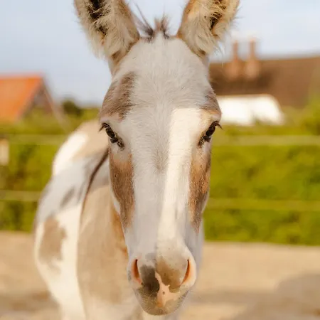 בית נופש Backhaus 4 Staberdorf