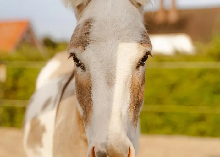 Casa de Férias Backhaus 4 Staberdorf