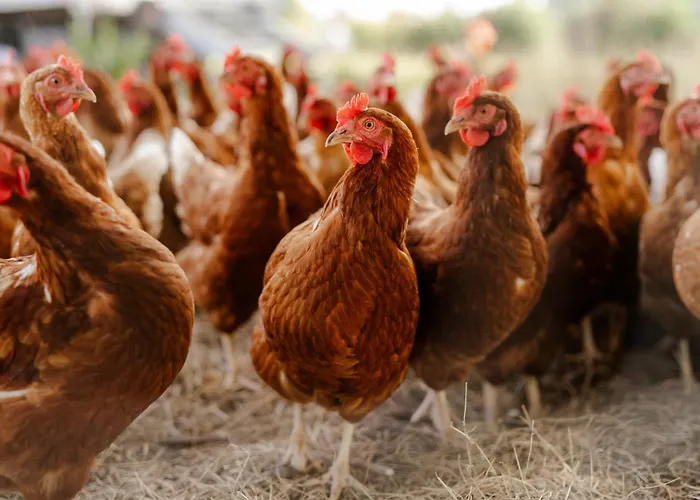 Backhaus 4 Casa de Férias Staberdorf